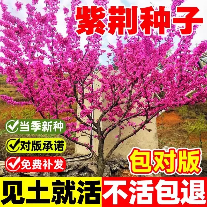 紫荆花种子室外花卉南北方植物庭院丛生四季开花绿化园林风景树苗图片