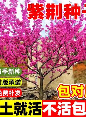 紫荆花种子室外花卉南北方植物庭院丛生四季开花绿化园林风景树苗