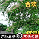 落叶乔木行道树红花合欢金银合欢绒花树种籽护坡固土 合欢种子四季