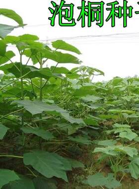 泡桐种子 白花泡桐 大果泡桐 空桐木 水桐 桐木树 紫花树毛 优质