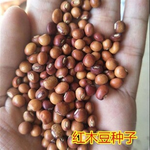 木豆种子多年生四季播种耐干旱耐贫瘠饲料绿肥豆蓉树三叶豆草种籽