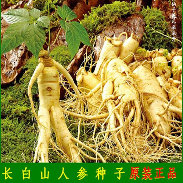 长白山人参种子野山参苗西洋参四季易种花种籽易活室内观花卉盆栽