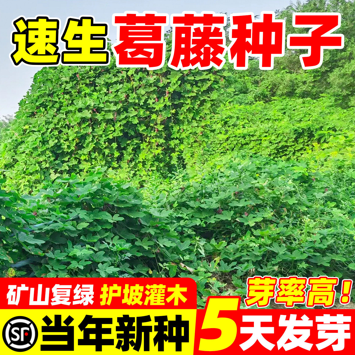 葛藤种子藤本油麻爬山虎三叶五叶边坡绿化护坡爬藤植物草籽孑