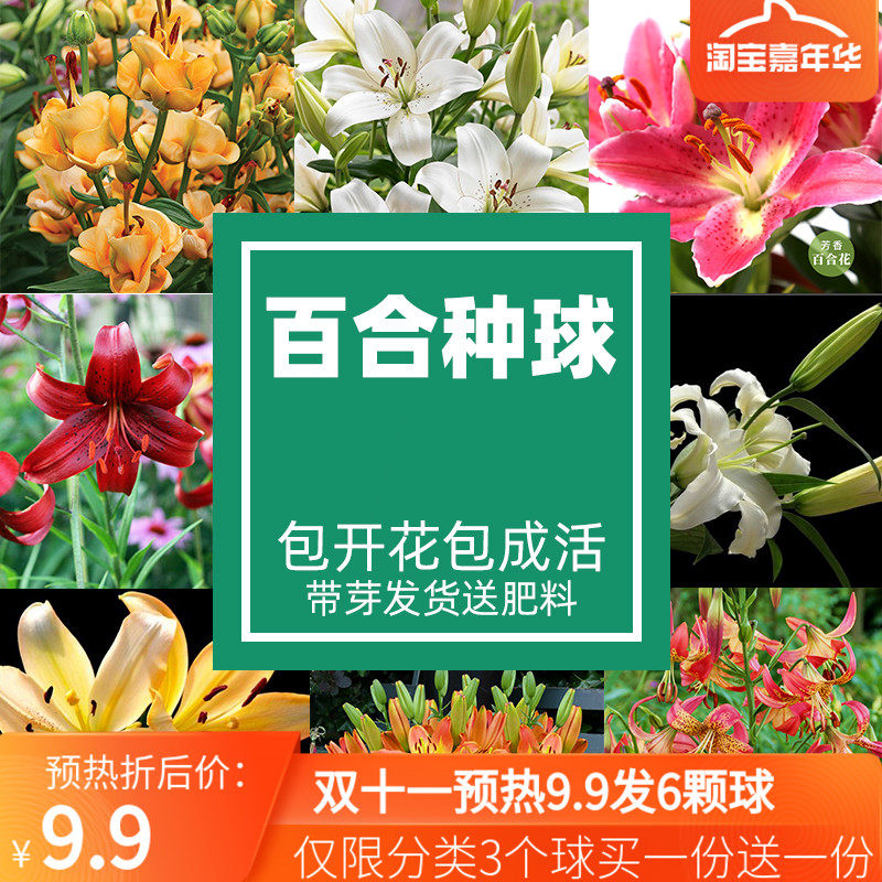 荷兰进口香水百合素材模板 荷兰进口香水百合图片下载 小麦优选