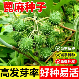 蓖麻子种子饱满大蓖麻子油种子绿宝四季播红绿蓖麻蓖麻种籽