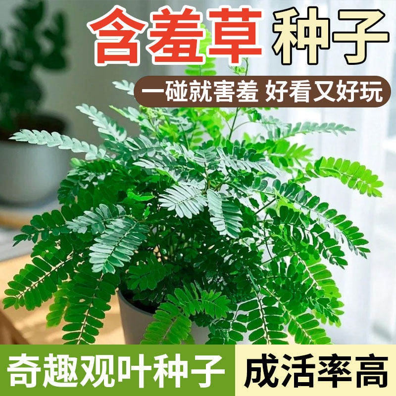 含羞草种子盆栽花草花卉种子阳台庭院种植易种盆栽花籽害羞草种籽