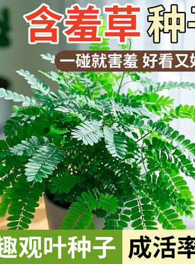 含羞草种子盆栽花草花卉种子阳台庭院种植易种盆栽花籽害羞草种籽