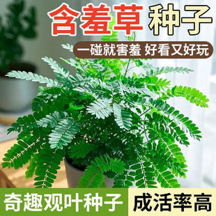 含羞草种子盆栽花草花卉种子阳台庭院种植易种盆栽花籽害羞草种籽