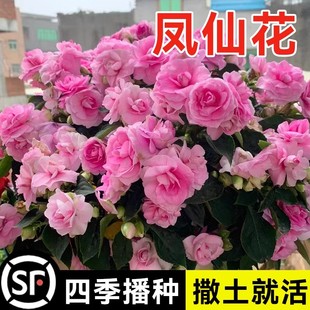 凤仙花种子新采指甲花种子混色防蛇花种籽子庭院室外阳台盆栽包邮