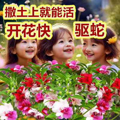 驱蛇重瓣凤仙花种籽子家庭园艺指甲花卉种孑室外混色四季播种开花