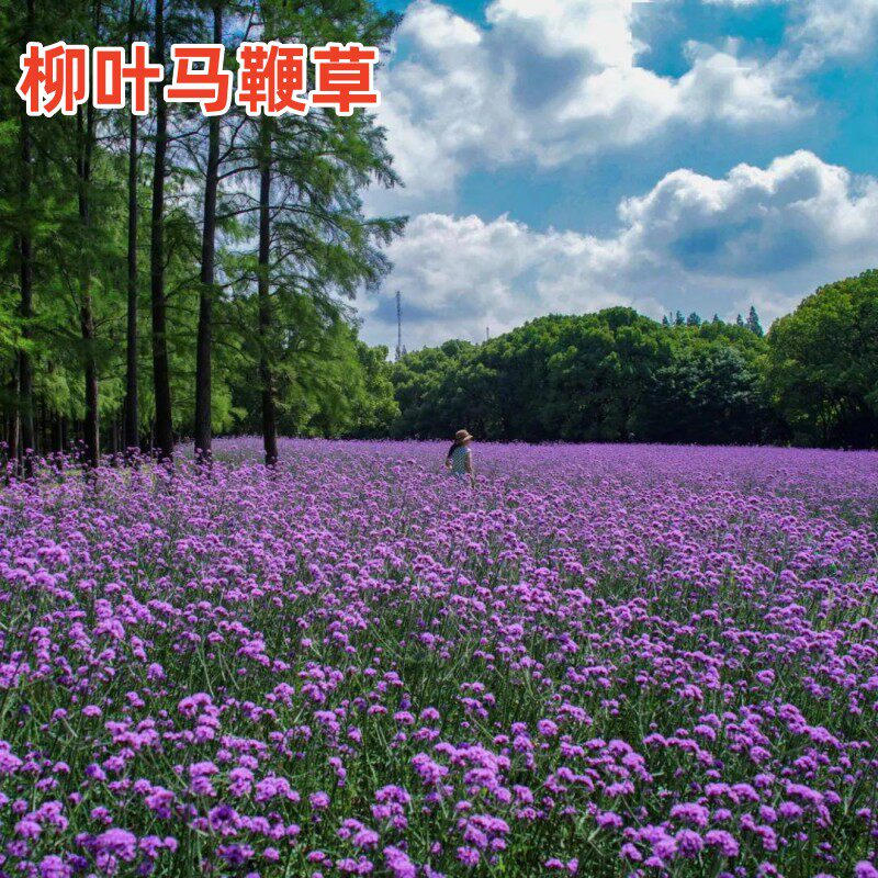 柳叶马鞭草花种籽子四季种多年生宿根色块花种子室外庭院花海花籽图片