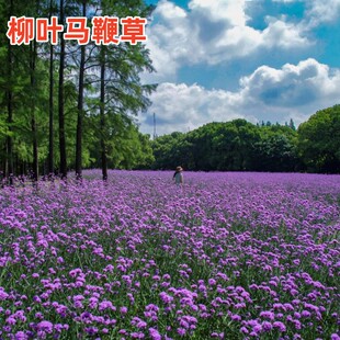 柳叶马鞭草花种籽子四季种多年生宿根色块花种子室外庭院花海花籽