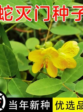 蛇灭门种子望江南野决明籽驱蛇草种孑凤凰草盆栽苗蛇灭门种籽花卉