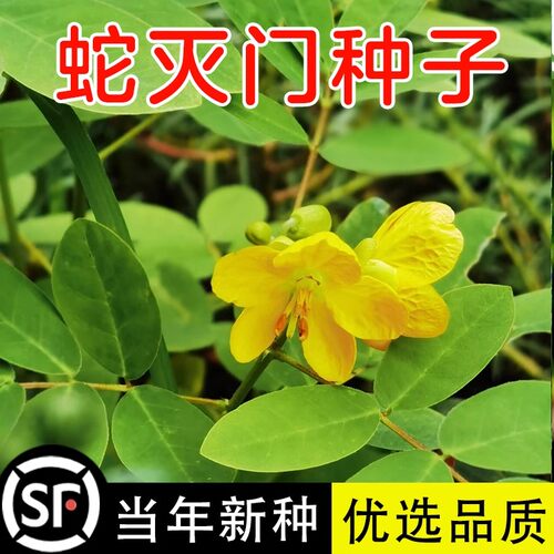 蛇灭门种子望江南野决明籽驱蛇草种孑凤凰草盆栽苗蛇灭门种籽花卉
