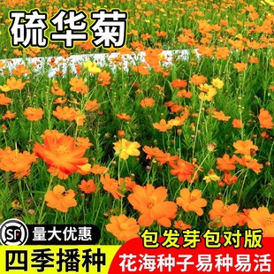 硫华菊花籽冬天室外耐寒花种景观黄秋英庭院阳台盆栽黄波斯菊花卉