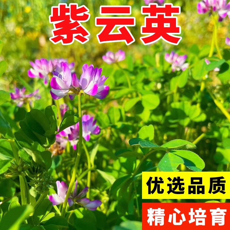 紫云英花种籽子红花海观赏养蜂蜜源固氮果园绿肥四季高产牧草种子