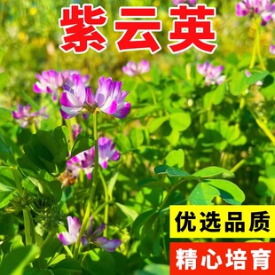 紫云英花种籽子红花海观赏养蜂蜜源固氮果园绿肥四季高产牧草种子