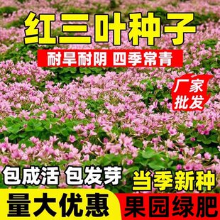 进口白三叶种子红三叶车轴草籽幸运草四季播种绿肥草花草坪种籽孑