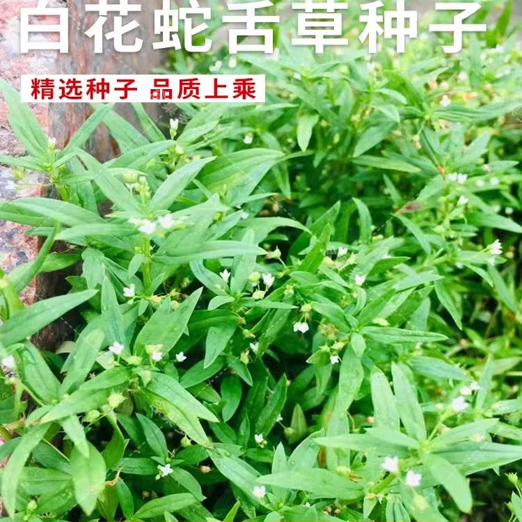 百花白花蛇舌草种子药材种籽四季种植春秋易活半枝莲蛇舌癀籽
