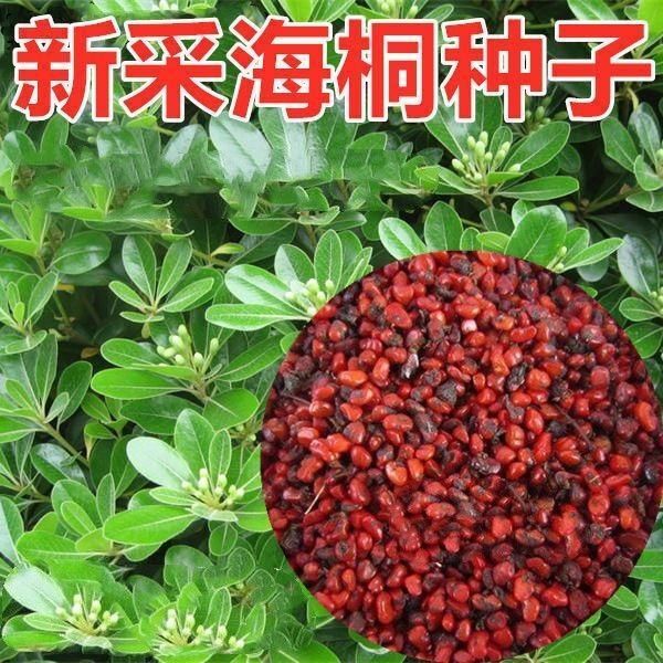 新采海桐种子 海桐花乔木灌木海桐球种子山矾树籽 四季常青海桐籽