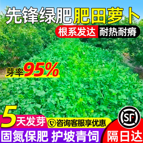 肥田萝卜耐热耐贫瘠改善果园绿肥