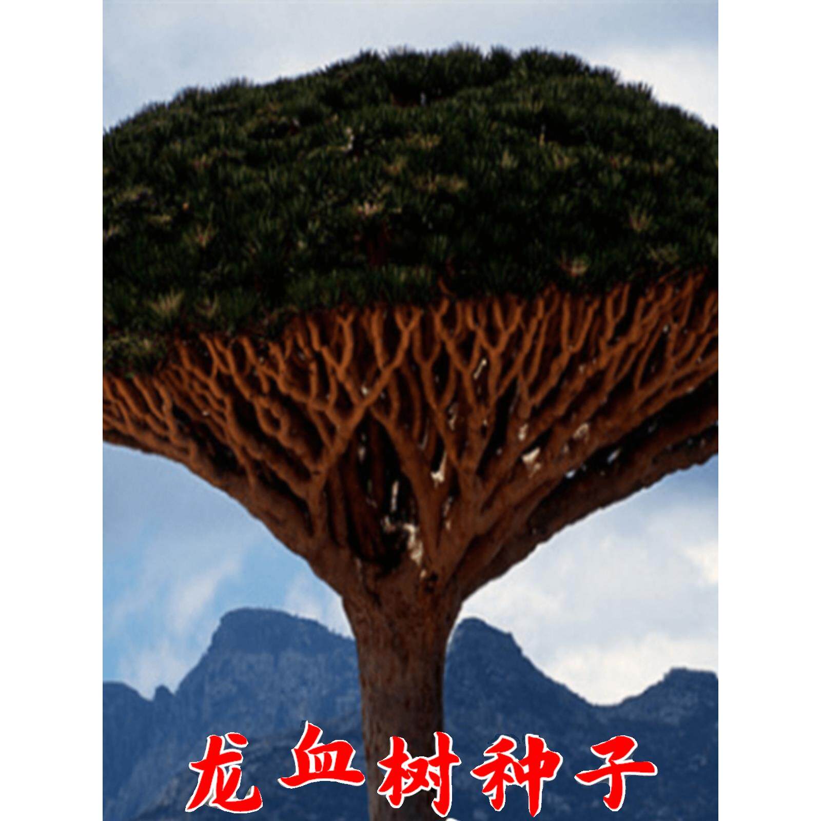 龙血树种子苗索科特拉龙血树种子不才树竹木种籽乔木参庭院观赏盆