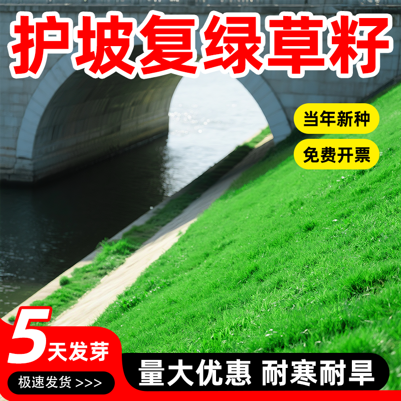 草坪草籽四季常青耐寒耐旱护坡狗牙根马尼拉绿化矮生草皮草种子孑