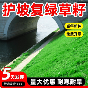 草坪草籽四季常青耐寒耐旱护坡狗牙根马尼拉绿化矮生草皮草种子孑