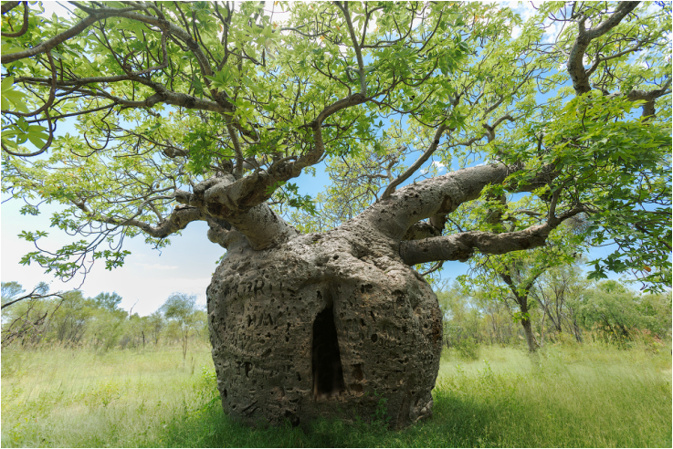稀有植物澳大利亚猴面包树花种子adansonia gregorii