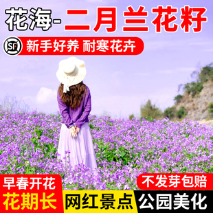 二月兰花种籽诸葛菜多年生易活宿根庭院公园景区耐寒耐阴花卉种子