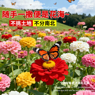 百日草花籽矮杆百日菊四季播种开花易活庭院阳台盆栽混色花种籽子