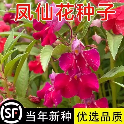 重瓣凤仙花种籽春季花卉种孑四季播种开花指甲花盆栽阳台花种籽子