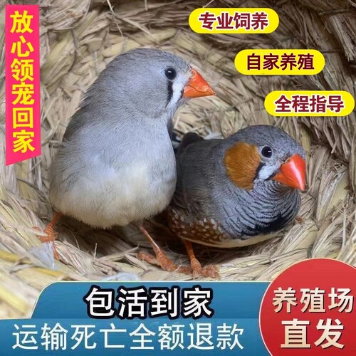珍珠鸟灰白珍珠繁殖幼鸟送粮
