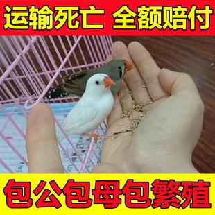 珍珠鸟活鸟灰白驼色珍珠文鸟十姐妹一对种鸟幼鸟可繁殖宠物手养鸟