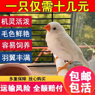 珍珠鸟宠物活物灰白文鸟七彩文鸟灰白珍珠活鸟萌宠物鸟一对小鸟活