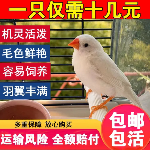 珍珠鸟宠物活物灰白文鸟七彩文鸟灰白珍珠活鸟萌宠物鸟一对小鸟活