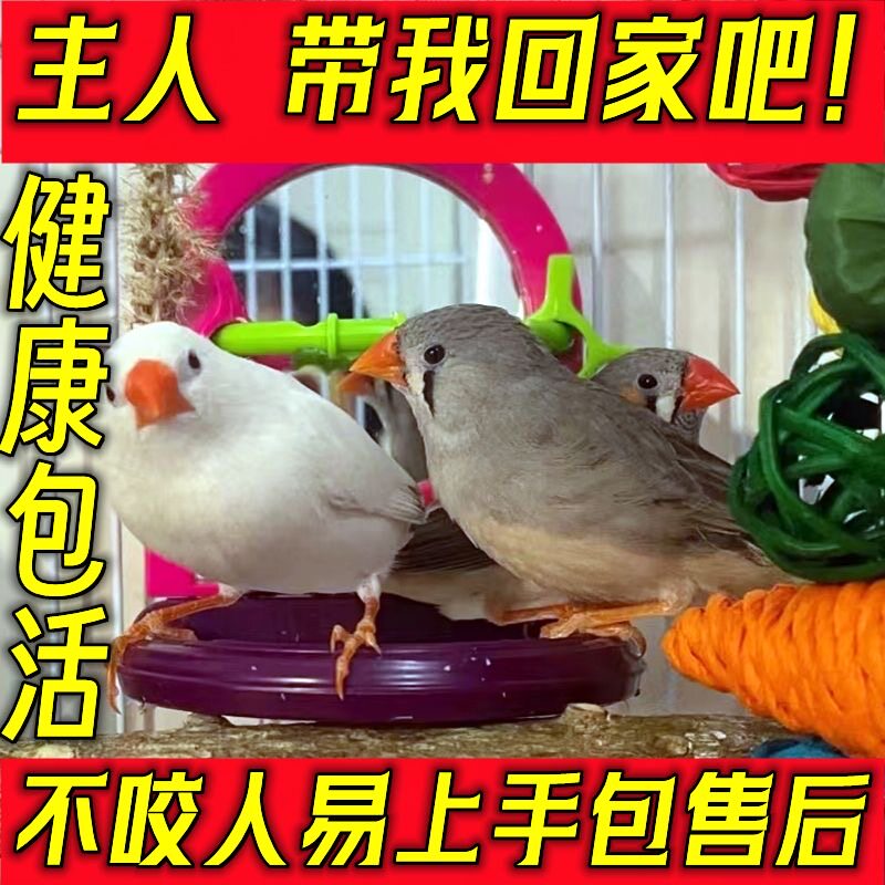 珍珠鸟宠物灰白七彩珍珠鸟