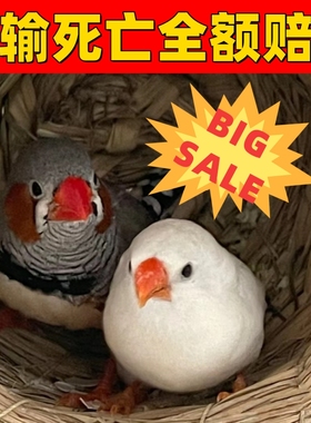 珍珠鸟家养宠物鸟灰色白色珍珠鸟小珍珠鸟一对可繁殖观赏鸟