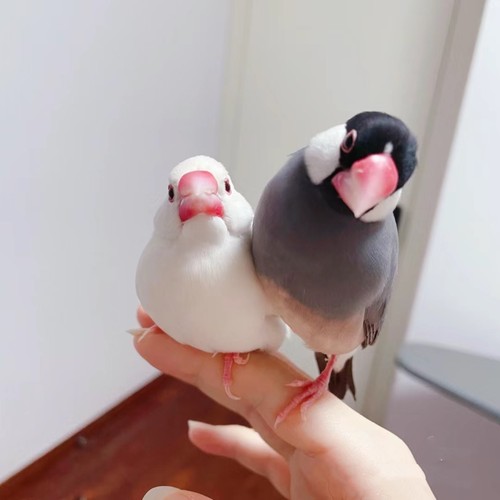 活体宠物白文鸟灰文鸟一对