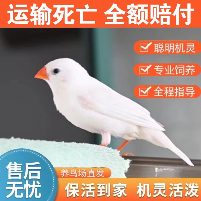 宠物鸟珍珠鸟可繁殖观赏鸟小型可爱小鸟包下蛋运输包活特价可手养