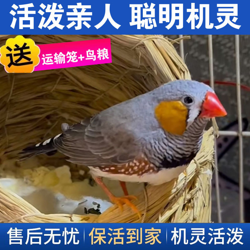 宠物鸟观赏鸟珍珠鸟灰白包繁殖