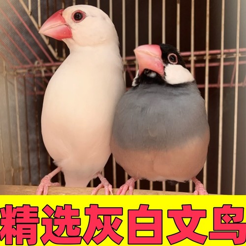 灰白文鸟活萌宠物鸟一对