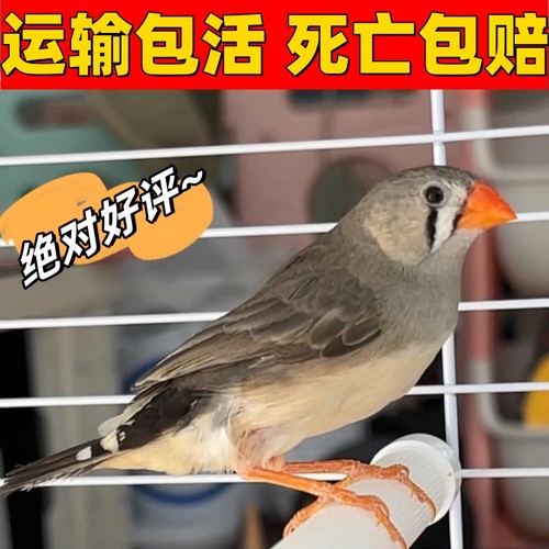 小珍珠鸟宠物鸟灰白珍珠鸟