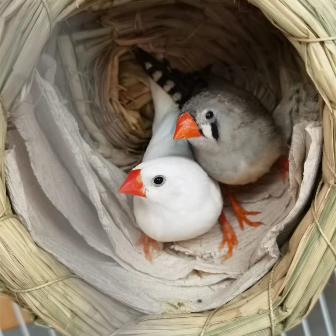 珍珠白色珍珠灰色和珍珠驼色一对可繁殖可爱鸟观赏鸟宠物鸟温顺鸟