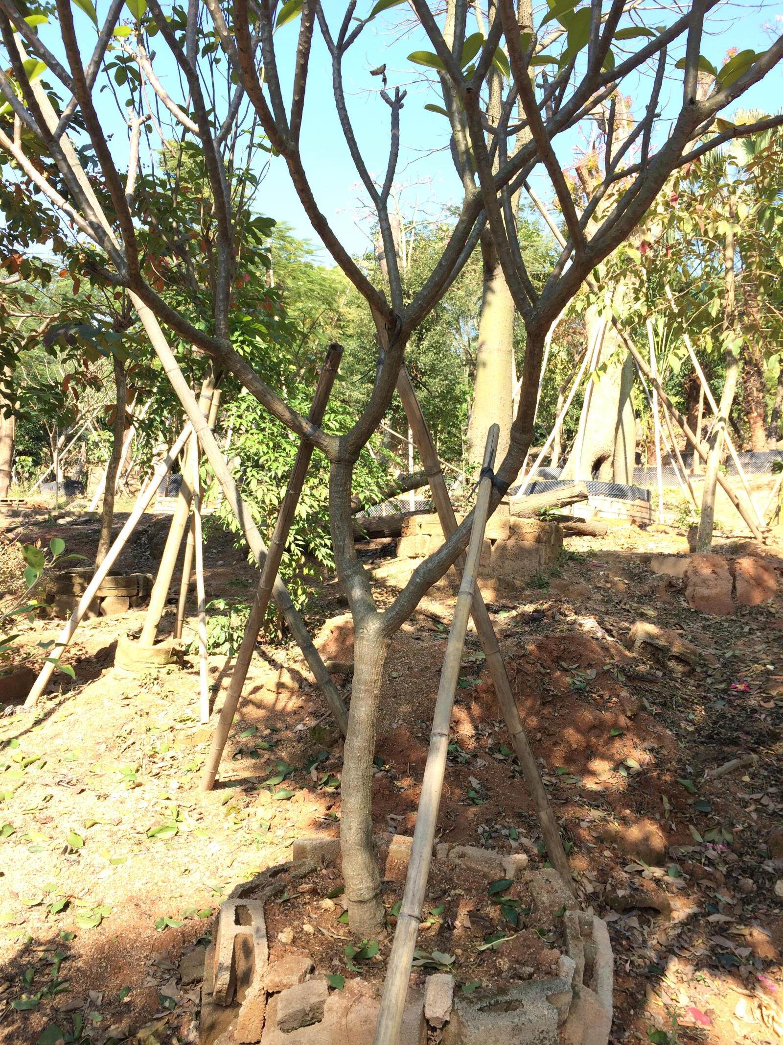 古鸡蛋花树 4-6公分 蛋黄花树 深圳绿化苗木 乔木 灌木 价格面议