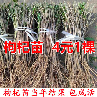 枸杞树苗盆栽地栽四季红枸杞子树苗南方北方种植当年结果阳台庭院