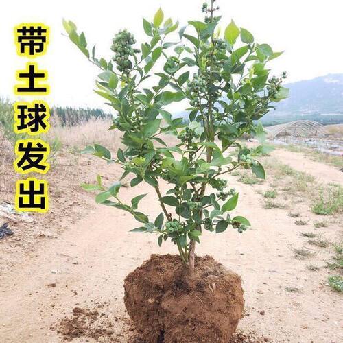 蓝莓树果苗盆栽特大号大冠幅地栽阳台四季南北方种绿植果树好养活