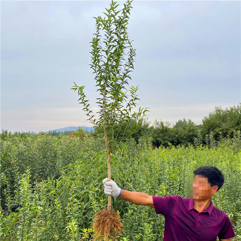 石榴树苗蒙阳红当年结果盆栽地栽庭院南北方果树特大嫁接石榴树苗