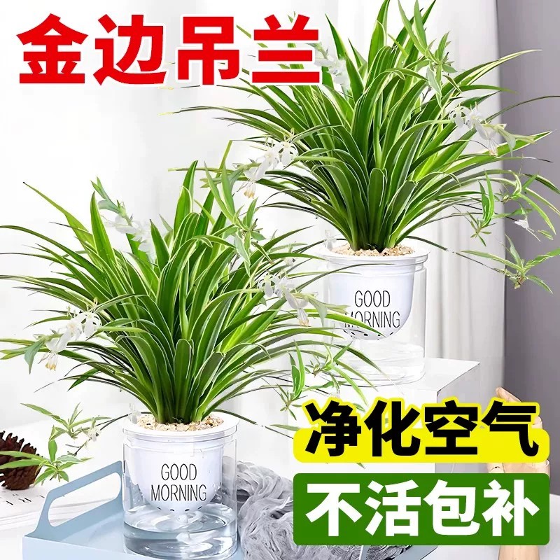 金边吊兰桌面盆栽办公室内绿植水桌面绿植