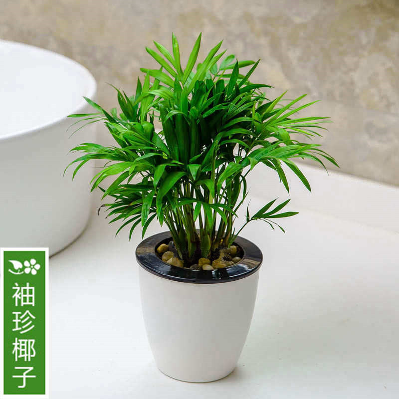 精品袖珍椰子绿萝多肉花卉花盆植物去除甲醛杀菌净化空气绿植盆栽